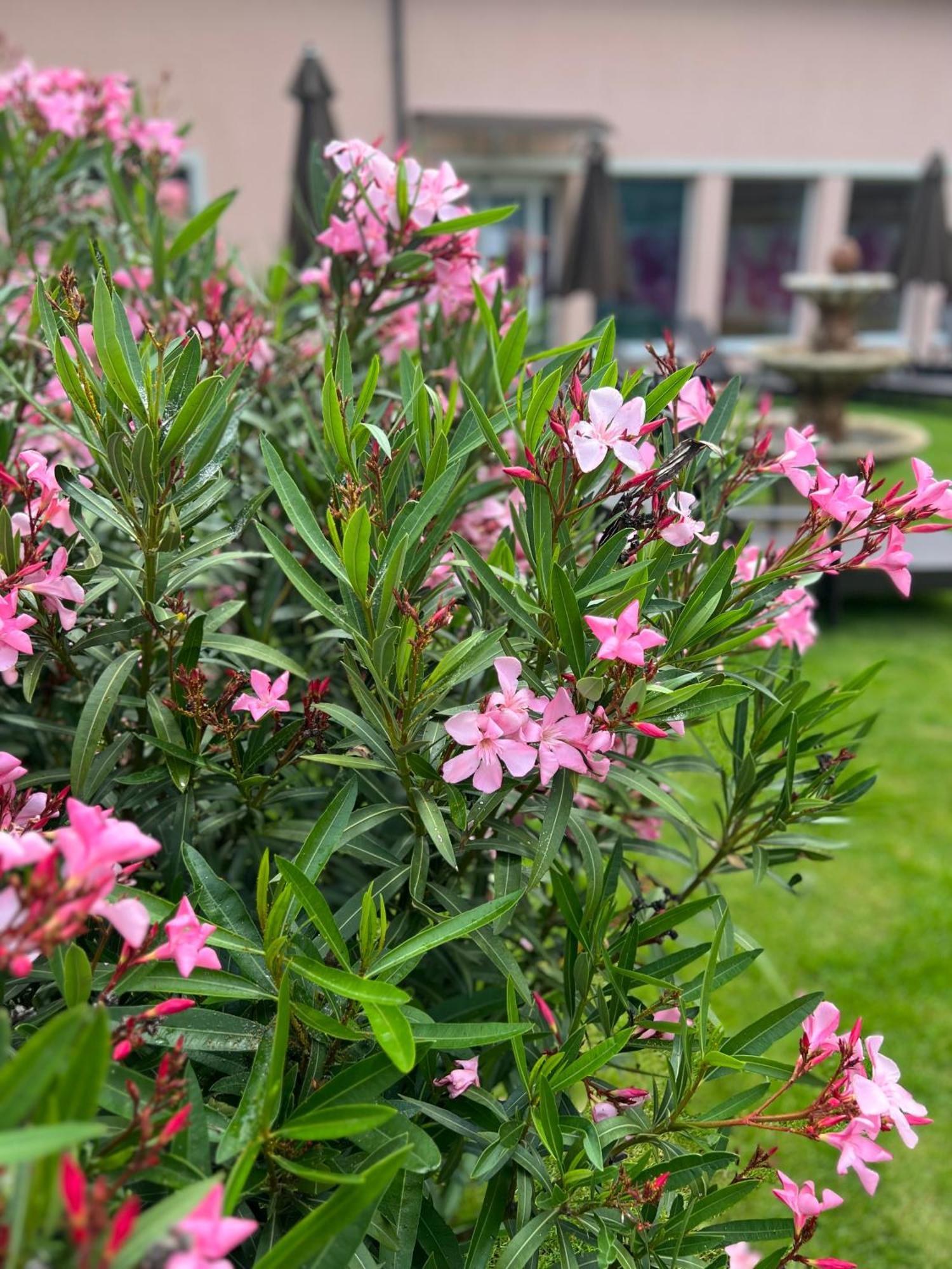 Spa & Wellness Hotel Orchidea Veľký Meder Buitenkant foto